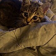 Zariah is registered to the contest to win money with this photo: animal, bed, blanket, cat, comfort, cozy, curious, cute, domestic, fur, indoor, kitten, mammal, pet, resting, sleepy, small, tabby, whiskers, young