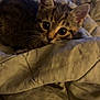 animal, bed, blanket, cat, comfort, cozy, curious, cute, domestic, fur, indoor, kitten, mammal, pet, resting, sleepy, small, tabby, whiskers, young