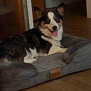 Panda is registered to the contest to win money with this photo: dog, pet_bed, indoor, tricolor, floor, wooden_floor, tongue_out, happy, relaxed, ears_up, canine, animal, domestic, comfortable, furniture, home, resting, smiling, corgi, bed