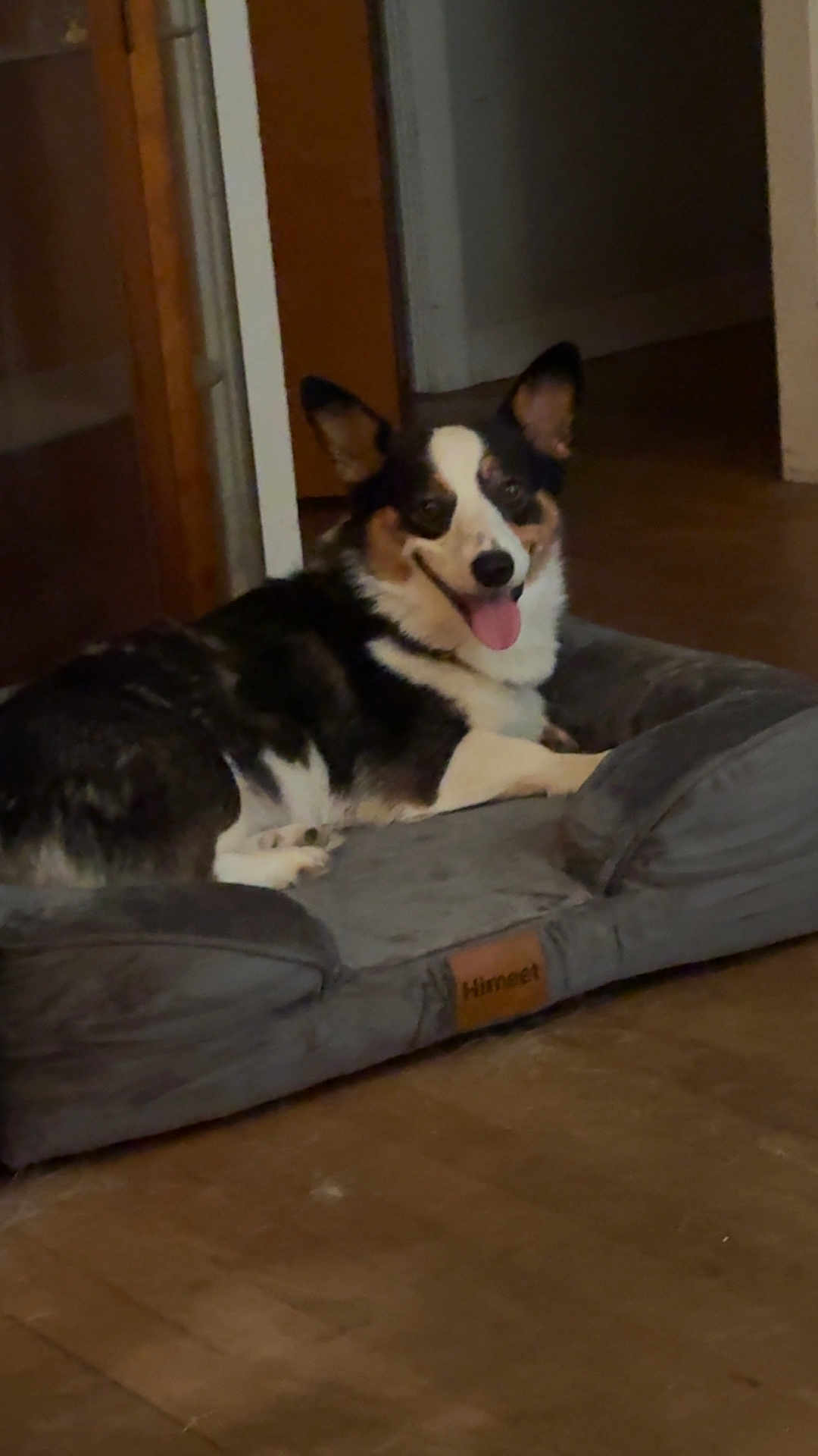 Panda is registered to the contest to win money with this photo: dog, pet_bed, indoor, tricolor, floor, wooden_floor, tongue_out, happy, relaxed, ears_up, canine, animal, domestic, comfortable, furniture, home, resting, smiling, corgi, bed
