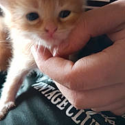 Kyle participe au concours pour gagner de l'argent avec cette photo : animal, blurry, closeup, cute, domestic_cat, face, fingers, furry, hand, holding, indoor, kitten, mammal, orange_cat, person, pet, shirt, small_animal, text_on_shirt, young