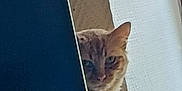 Kyle participe au concours pour gagner de l'argent avec cette photo : cat, orange_tabby, peeking, curtain, indoor, feline, pet, wall, soft_light, hiding, animal, cute, whiskers, ears, fur, portrait, curious, shadow, quiet, home