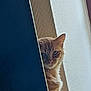 cat, orange_tabby, peeking, curtain, indoor, feline, pet, wall, soft_light, hiding, animal, cute, whiskers, ears, fur, portrait, curious, shadow, quiet, home