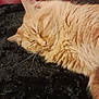 Kyle participe au concours pour gagner de l'argent avec cette photo : cat, orange_cat, sleeping, fur, whiskers, pet, animal, closeup, relaxation, cozy, indoor, feline, cute, resting, soft_texture, fluffy, domestic_cat, nap, peaceful, mammal
