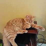 Kyle participe au concours pour gagner de l'argent avec cette photo : cat, orange_cat, sleeping, fluffy, feline, pet, indoor, wooden_table, electronics, cables, relaxing, furry, resting, domestic_animal, cozy, cute, animal, home, quiet, peaceful