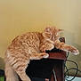 cat, orange_cat, sleeping, fluffy, feline, pet, indoor, wooden_table, electronics, cables, relaxing, furry, resting, domestic_animal, cozy, cute, animal, home, quiet, peaceful