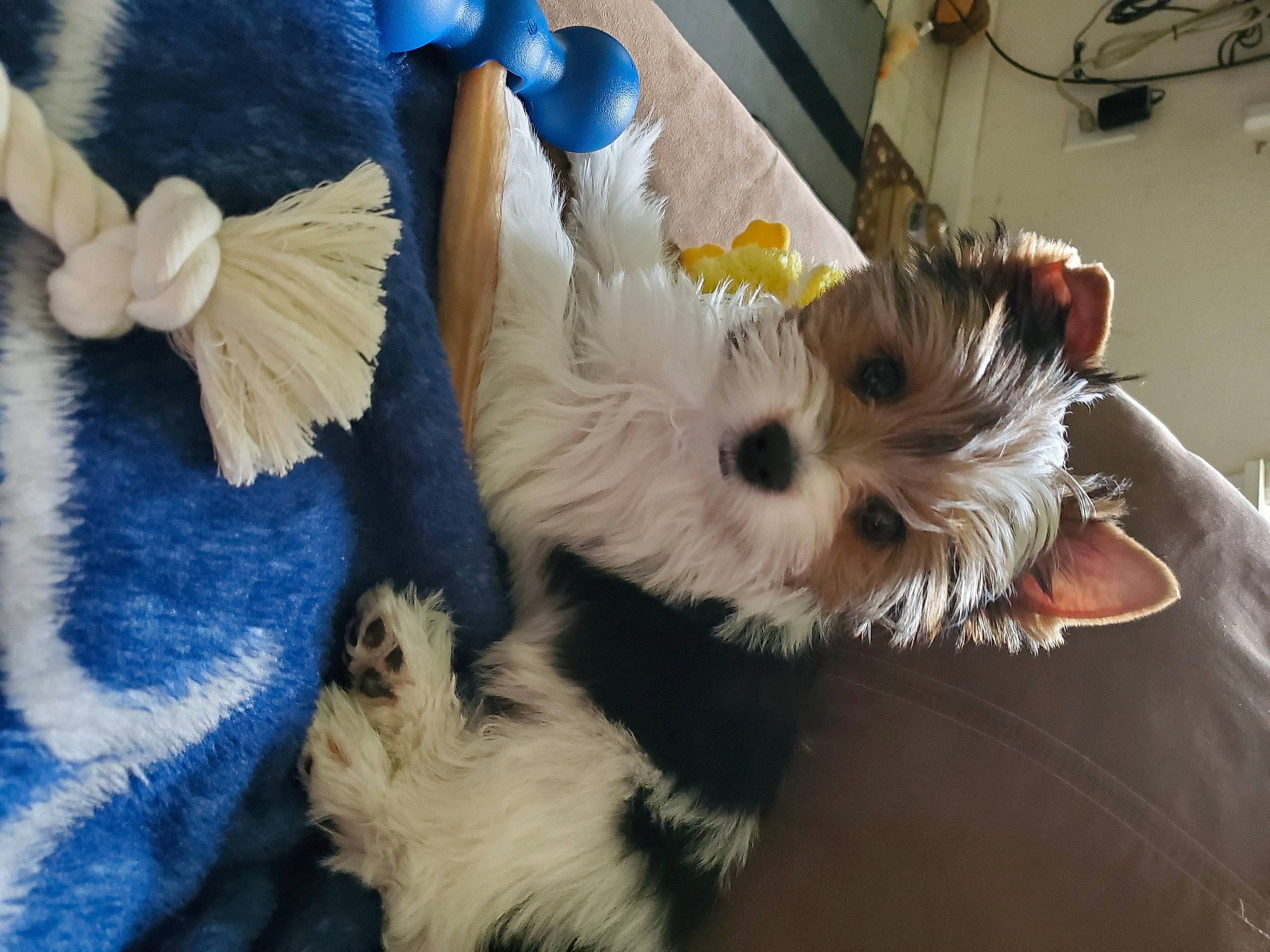 Kodi is registered to the contest to win money with this photo: blue, canidae, carnivore, companion_dog, dog, dog_breed, dog_supply, electric_blue, fashion_accessory, fawn, fur, small_terrier, snout, sporting_group, tail, terrier, toy, toy_dog, working_animal, yorkipoo