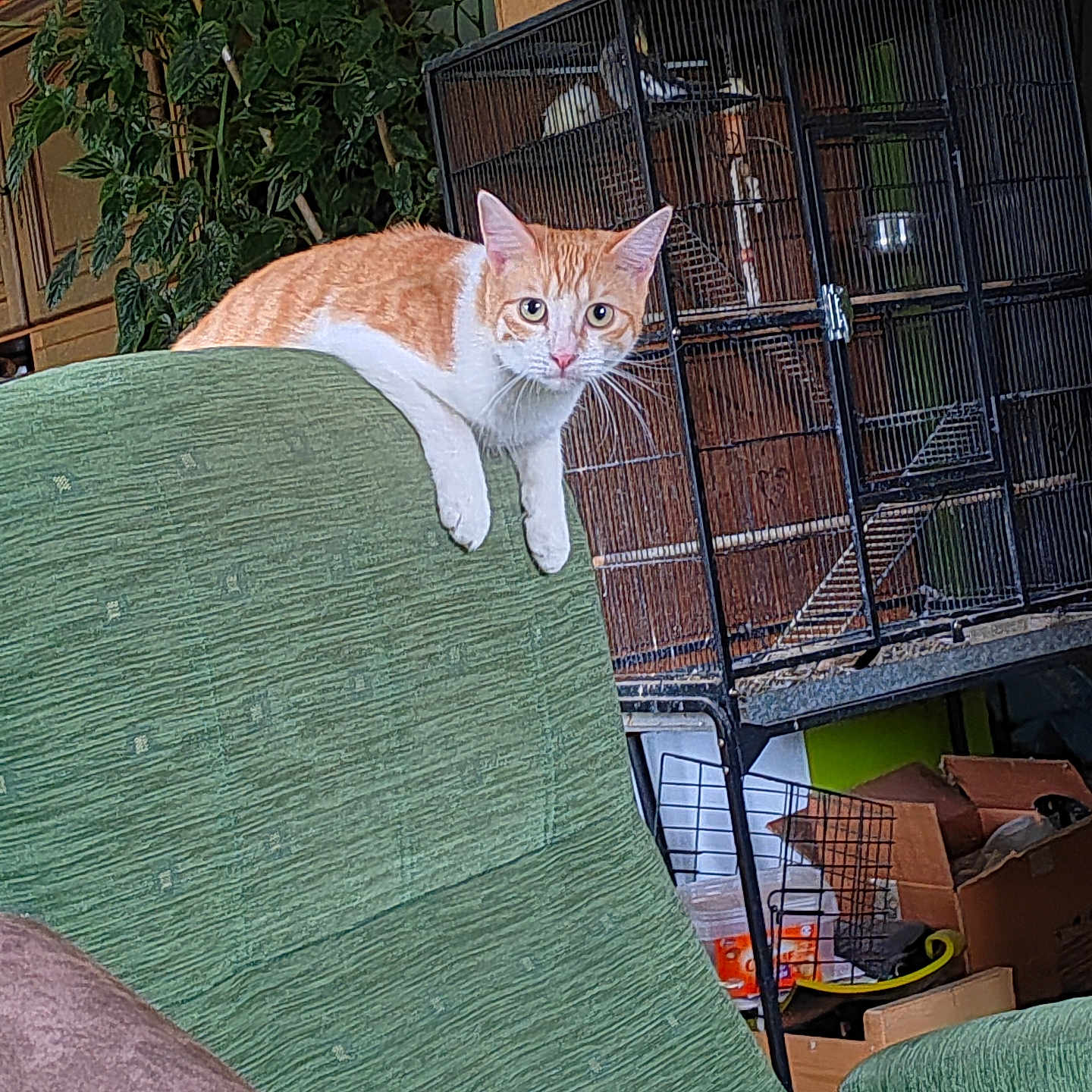 Milou participe au concours pour gagner de l'argent avec cette photo : abyssinian, adult, animal, architecture, armchair, building, cat, chair, couch, den, furniture, homedecor, indoors, livingroom, male, man, person, pet, plant, room