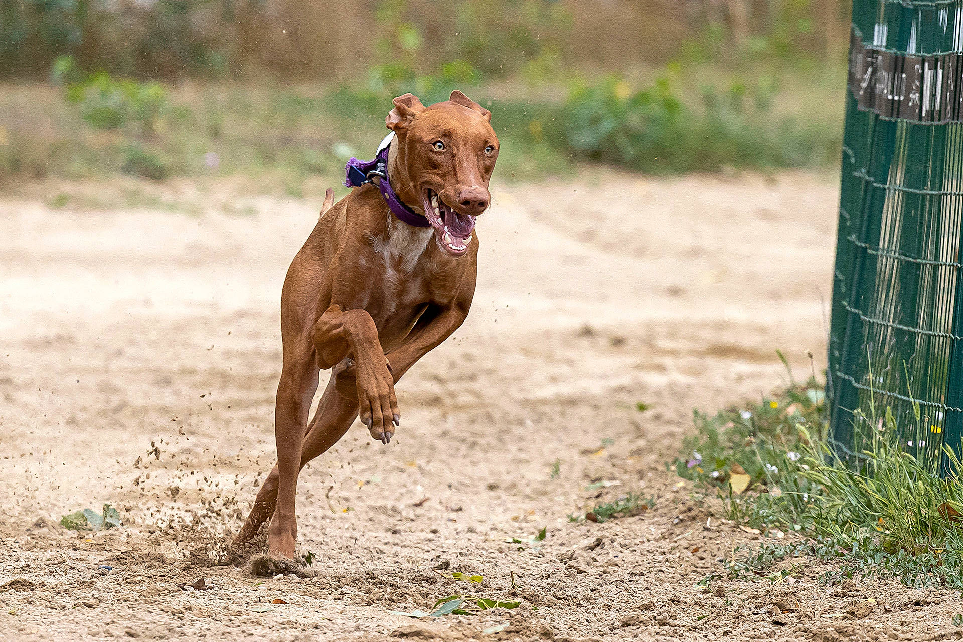 Paladion a rejoint le concours — aidez-le/la à gagner de superbes lots ! american_pit_bull_terrier, canidae, canis_panther, carnivore, dog, dog_breed, hound, hunting_dog, lure_coursing, mammal, rhodesian_ridgeback, sighthound, sporting_group, vertebrate, vizsla, working_dog
