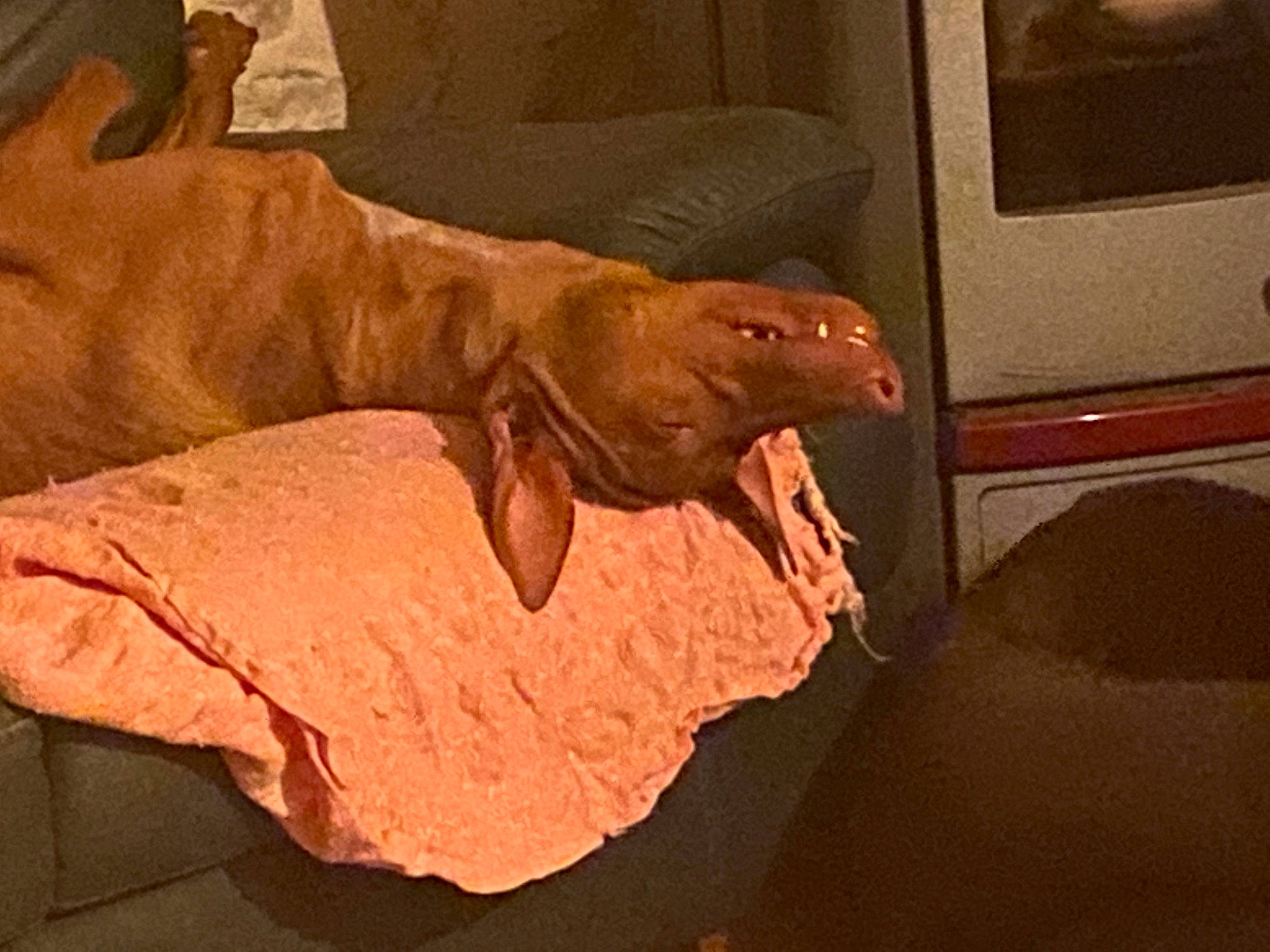 Paladion participe au concours pour gagner de l'argent avec cette photo : vizsla, weimaraner