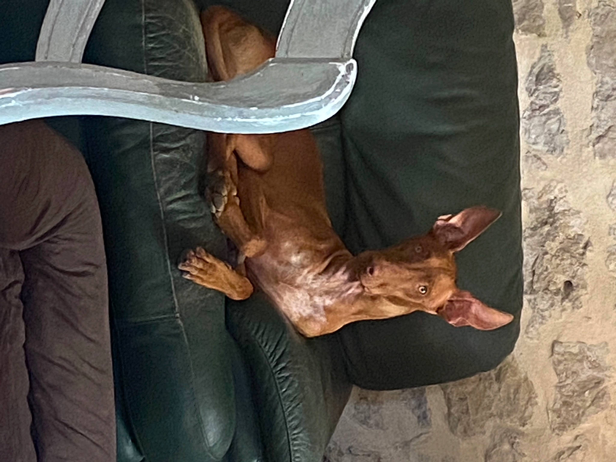 Paladion a rejoint le concours — aidez-le/la à gagner de superbes lots ! footwear, leg