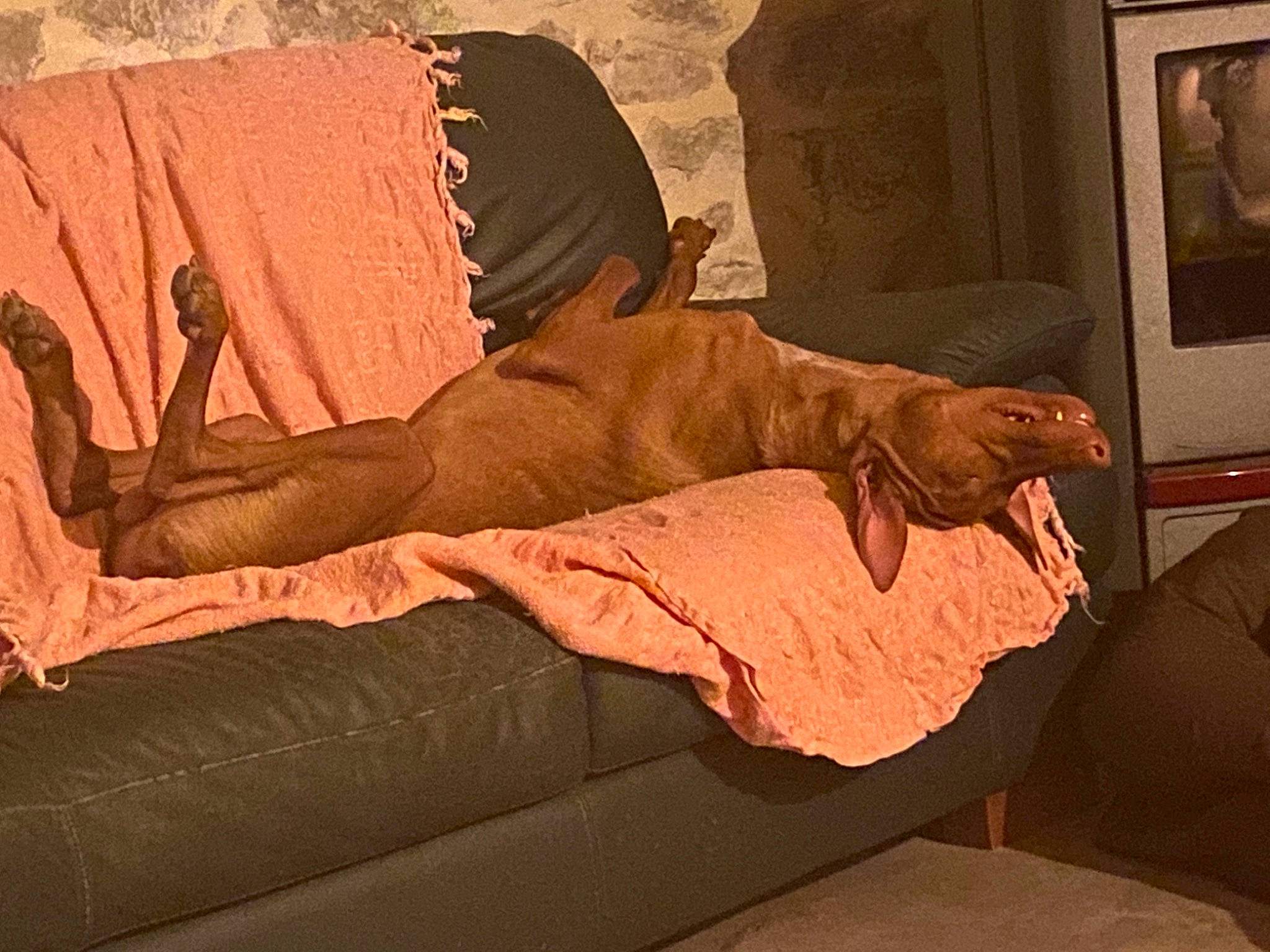 Paladion a rejoint le concours — aidez-le/la à gagner de superbes lots ! art, fawn, sporting_group, weimaraner