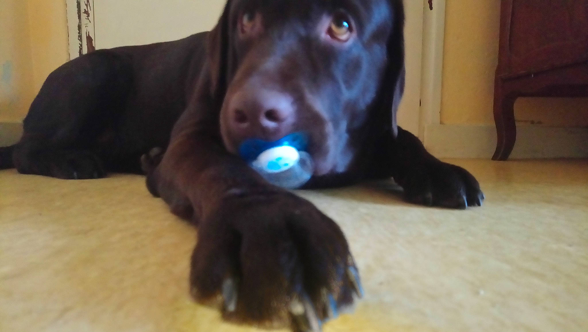 Maverick participe au concours pour gagner de l'argent avec cette photo : canidae, carnivore, companion_dog, dog, dog_breed, dog_supply, dog_toy, floor, flooring, fur, hardwood, laminate_flooring, liver, nail, pet_supply, pointing_breed, snout, sporting_group, wood_stain, working_animal