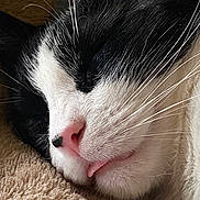 Kibby joined the competition — help win amazing prizes! cat, sleeping, close_up, black_and_white, pink_nose, whiskers, tongue_out, feline, soft_texture, cozy, pet, resting, cute, animal, fur, indoors, relaxed, face, muzzle, nap