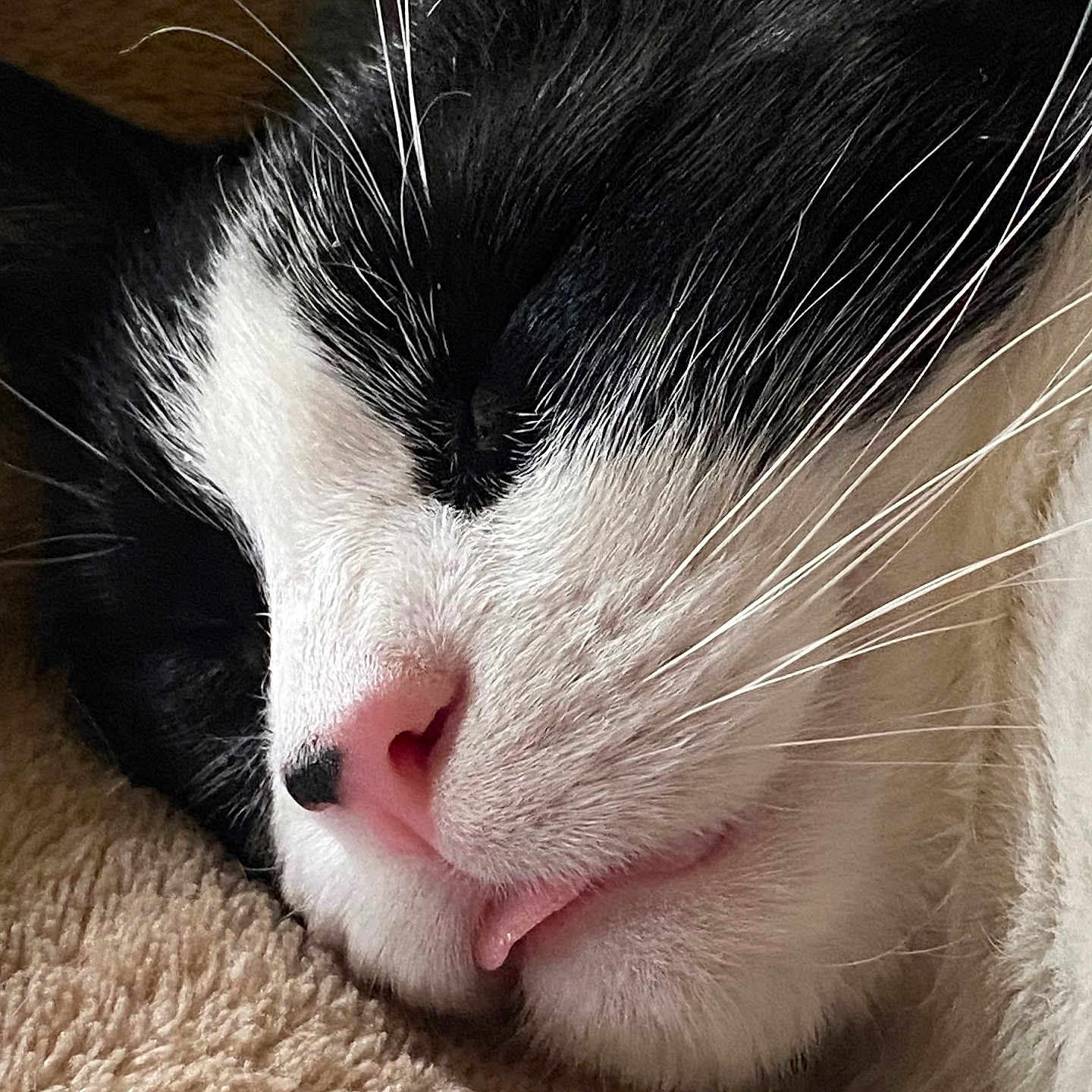 Kibby joined the competition — help win amazing prizes! animal, black_and_white, cat, close_up, cozy, cute, face, feline, fur, indoors, muzzle, nap, pet, pink_nose, relaxed, resting, sleeping, soft_texture, tongue_out, whiskers