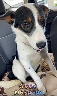 Penny joined the competition — help win amazing prizes! canidae, carnivore, collar, companion_dog, dog, dog_breed, fur, herding_dog, irishjacks, photography, puppy, sporting_group, street_dog, terrestrial_animal, terrier, whiskers, working_animal, working_dog