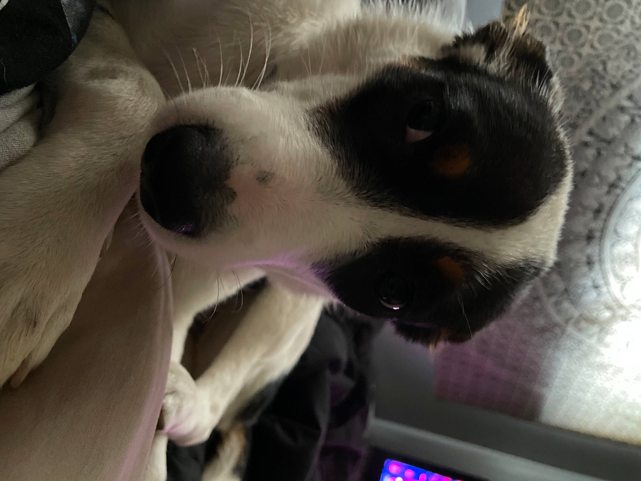 Penny is registered to the contest to win money with this photo: canidae, carnivore, companion_dog, dog, dog_breed, ear, fang, fawn, felidae, fur, jaw, non_sporting_group, paw, puppy, selfie, small_to_medium_sized_cats, snout, sporting_group, whiskers, working_animal