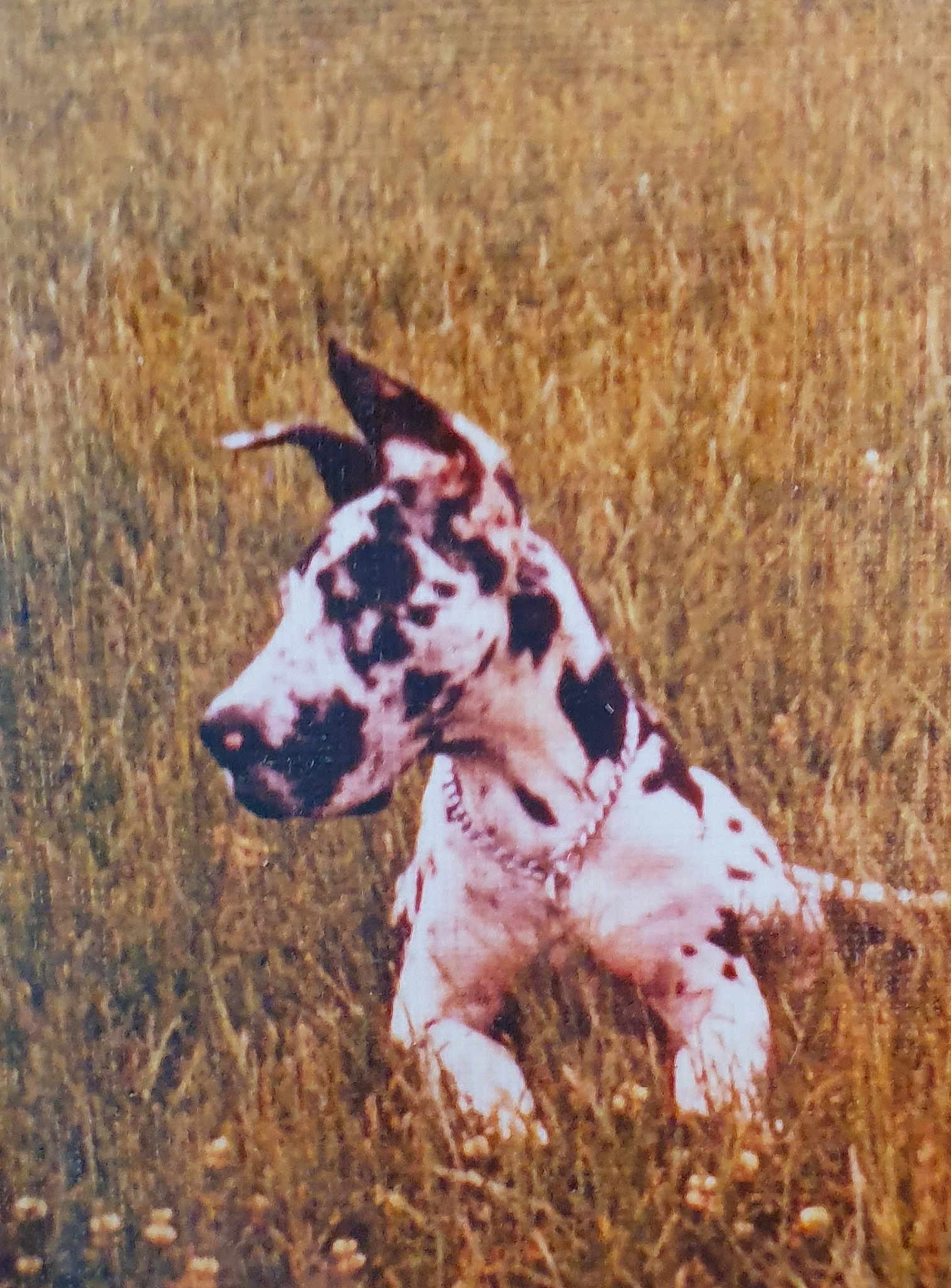 Tora