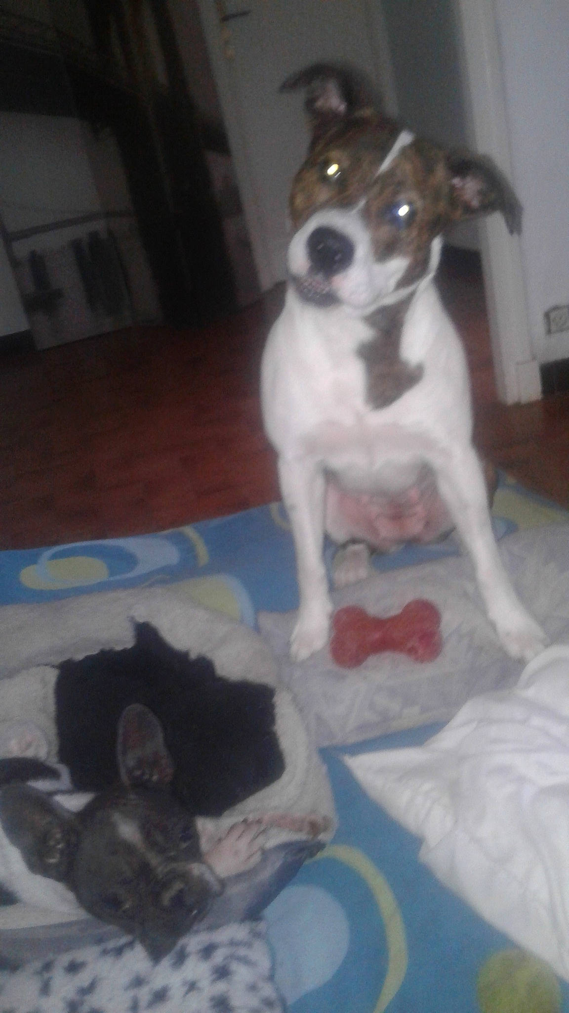 Faya participe au concours pour gagner de l'argent avec cette photo : american_pit_bull_terrier, brazilian_terrier, canidae, carnivore, chilean_fox_terrier, companion_dog, danish_swedish_farmdog, dog, dog_breed, fawn, feist, fox_terrier, jack_russell_terrier, mammal, puppy, rat_terrier, smooth_fox_terrier, sporting_group, teddy_roosevelt_terrier, vertebrate