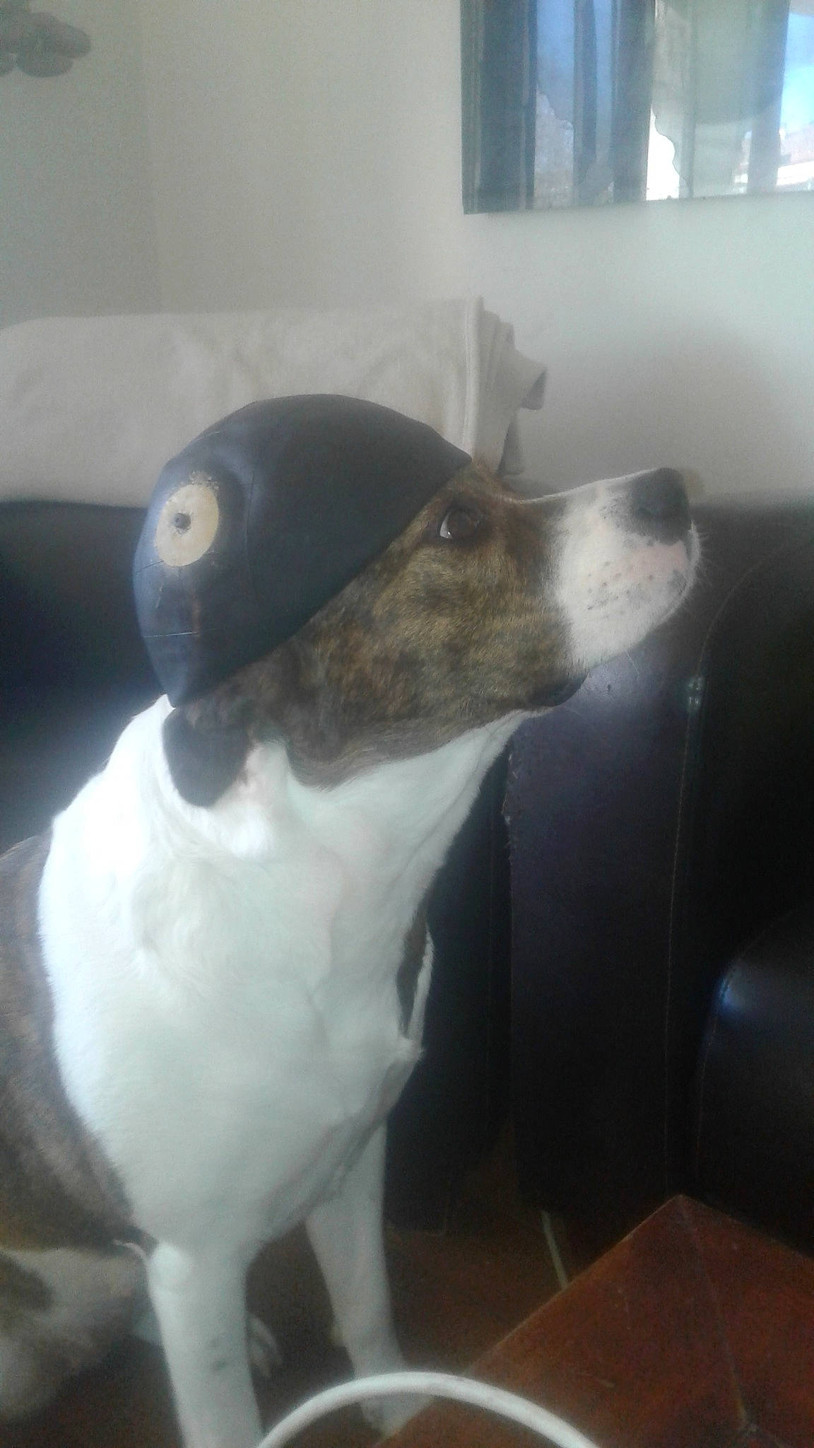 Faya a rejoint le concours — aidez-le/la à gagner de superbes lots ! canidae, carnivore, companion_dog, dog, dog_breed, nose, snout, tail