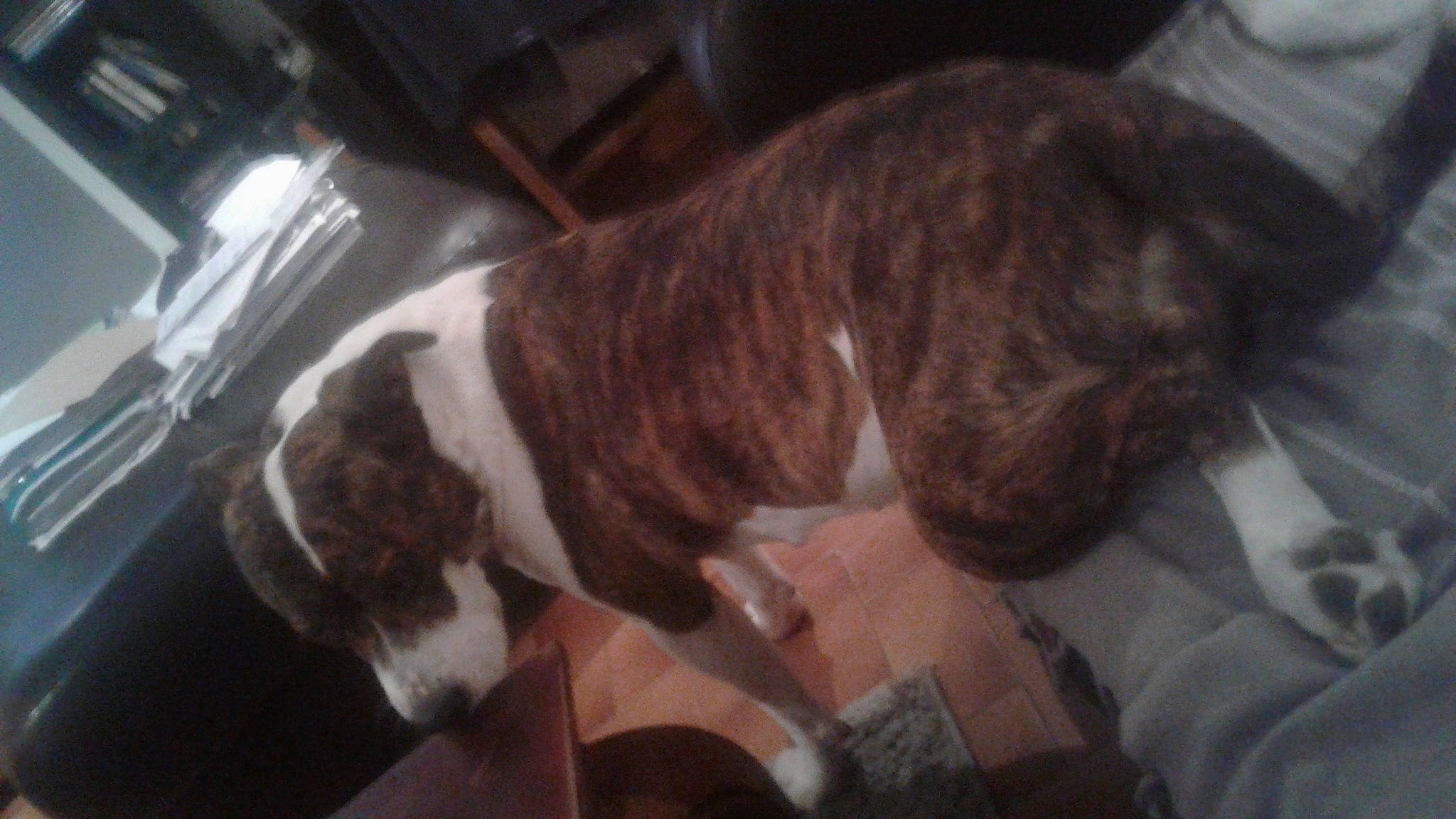 Faya participe au concours pour gagner de l'argent avec cette photo : american_bulldog, american_pit_bull_terrier, australian_bulldog, boxer, bulldog, canidae, carnivore, dog, dog_breed, fawn, mammal, non_sporting_group, old_english_bulldog, olde_english_bulldogge, pit_bull, snout, sporting_group, valley_bulldog, vertebrate