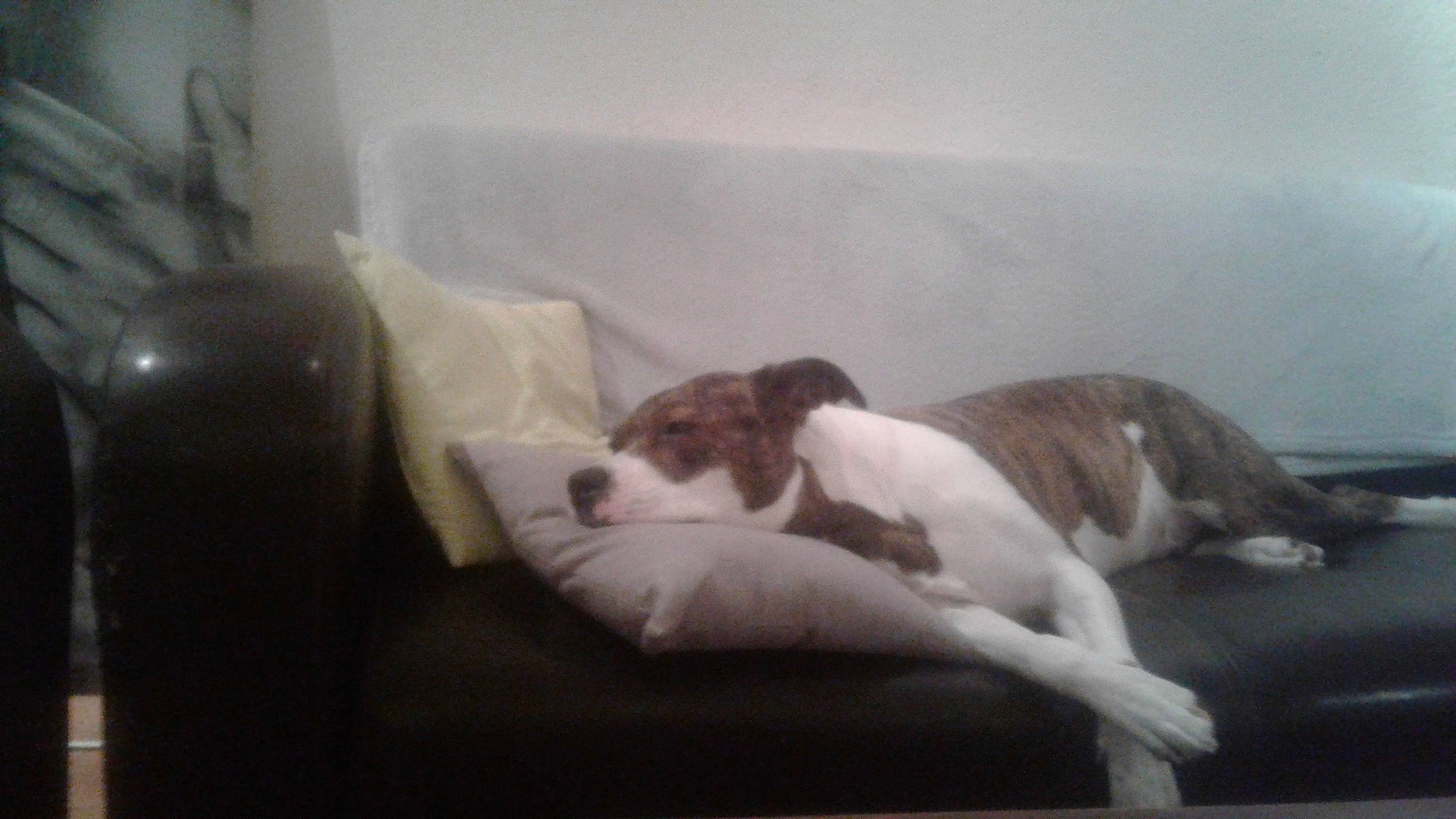 Faya participe au concours pour gagner de l'argent avec cette photo : american_bulldog, canidae, carnivore, companion_dog, dog, dog_breed, fawn, jack_russell_terrier, non_sporting_group, puppy, sporting_group, tail