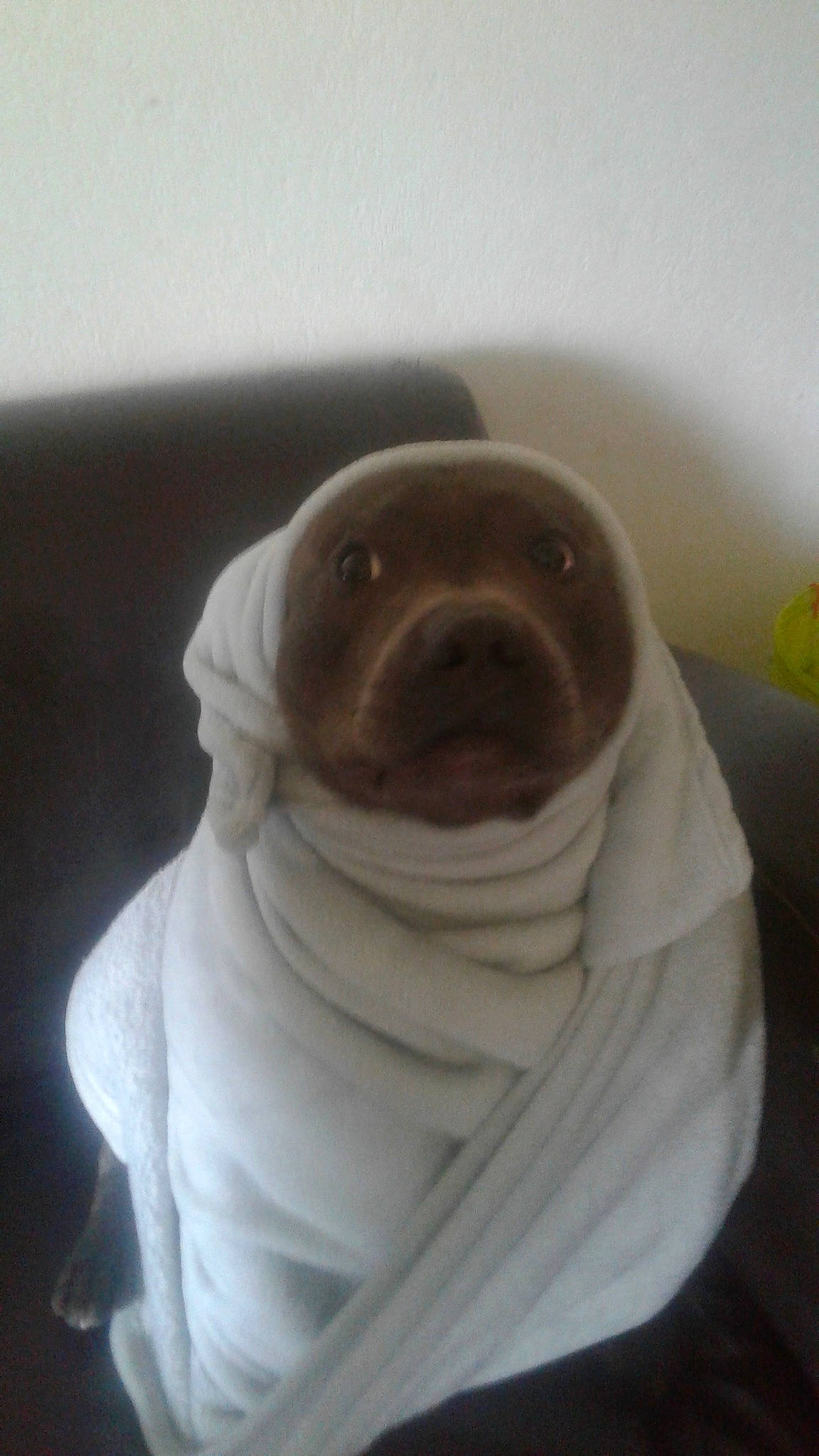 Lawky participe au concours pour gagner de l'argent avec cette photo : canidae, companion_dog, dog_breed, fawn, marine_mammal, pug, snout, sporting_group