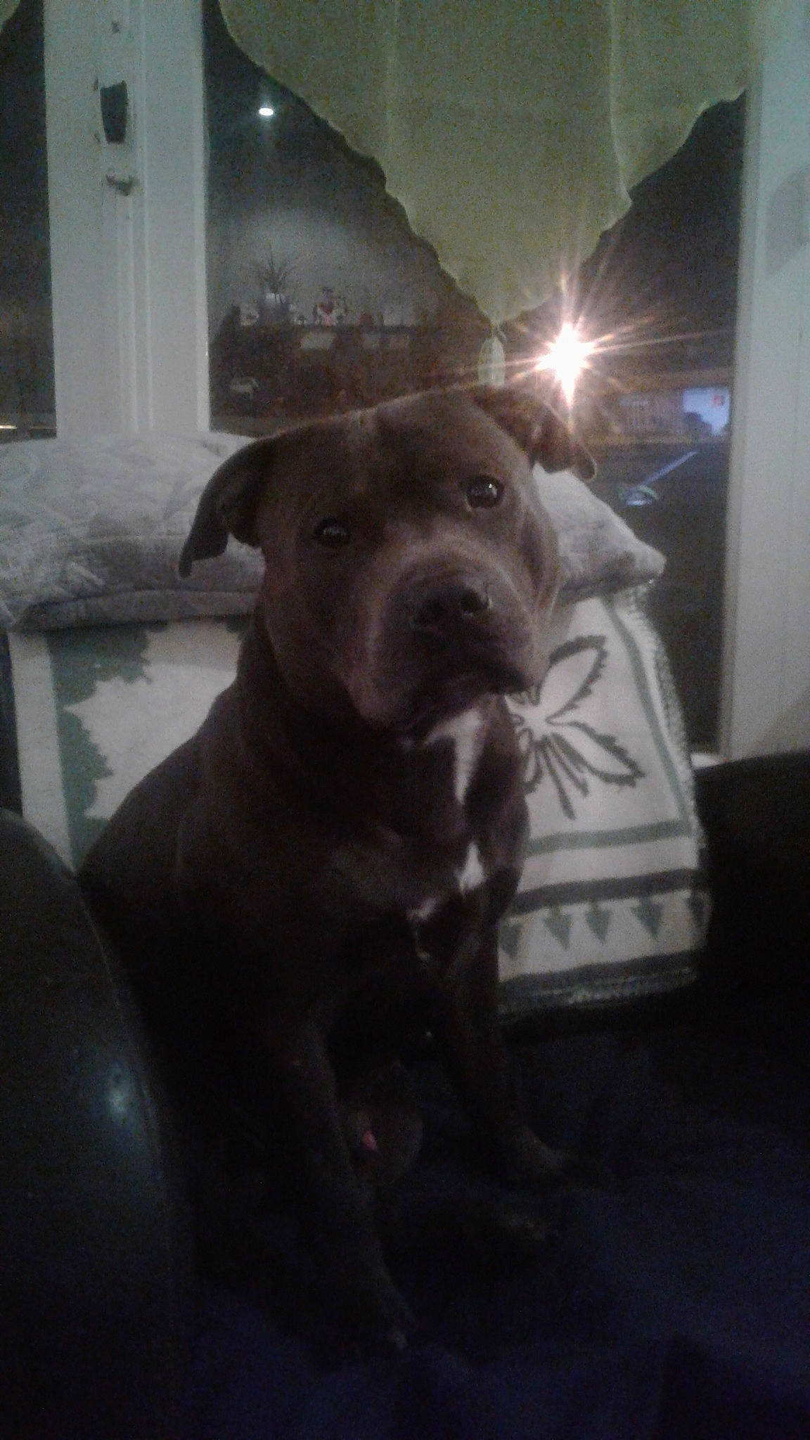 Lawky a rejoint le concours — aidez-le/la à gagner de superbes lots ! american_pit_bull_terrier, american_staffordshire_terrier, bandog, canidae, carnivore, dog, dog_breed, fawn, mammal, molosser, non_sporting_group, pit_bull, snout, sporting_group, staffordshire_bull_terrier, vertebrate