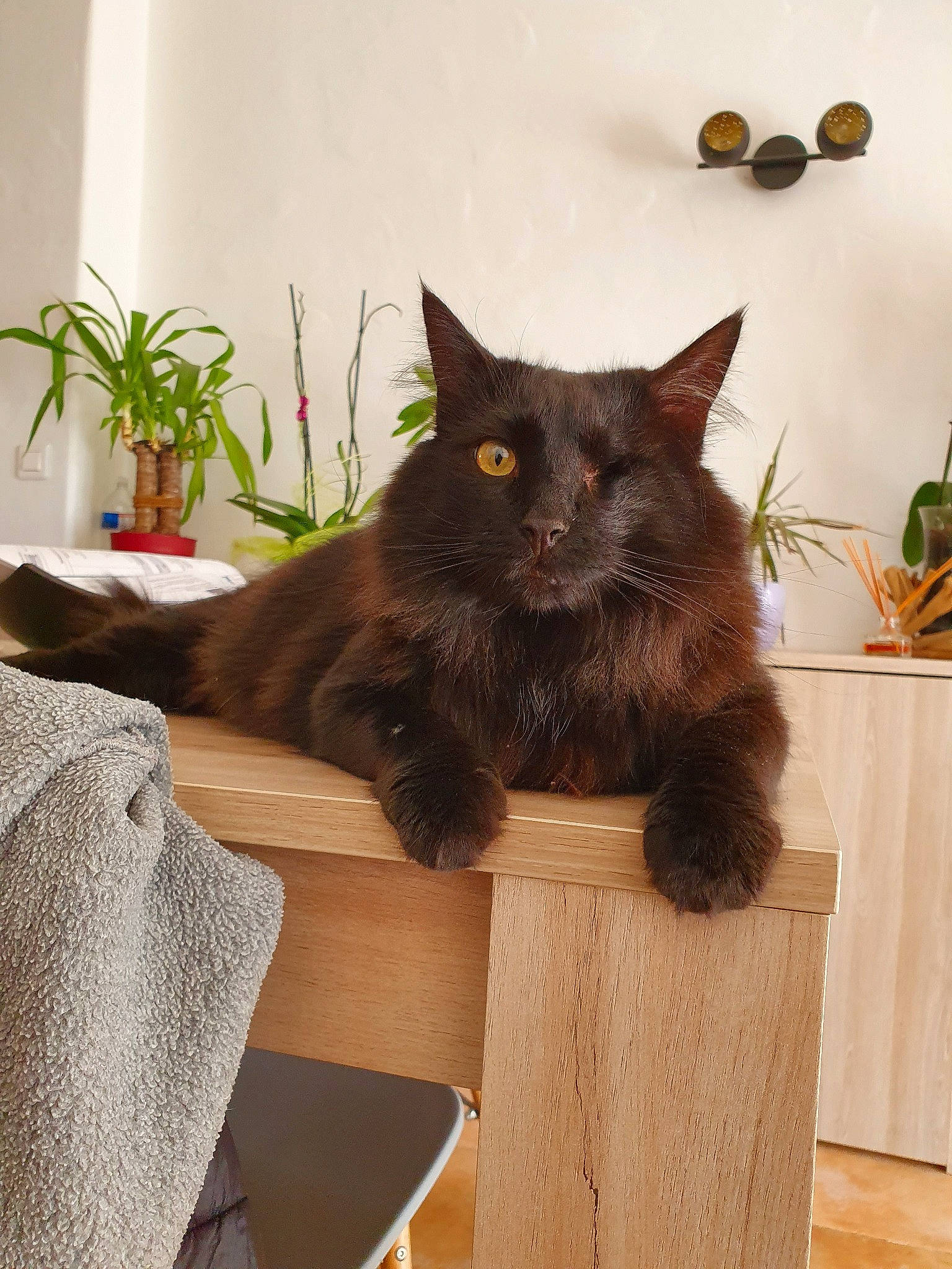 Pouillon a rejoint le concours — aidez-le/la à gagner de superbes lots ! asian, black_cat, burmese, carnivore, cat, chartreux, domestic_long_haired_cat, domestic_short_haired_cat, felidae, korat, maine_coon, mammal, nebelung, norwegian_forest_cat, plant, russian_blue, small_to_medium_sized_cats, whiskers