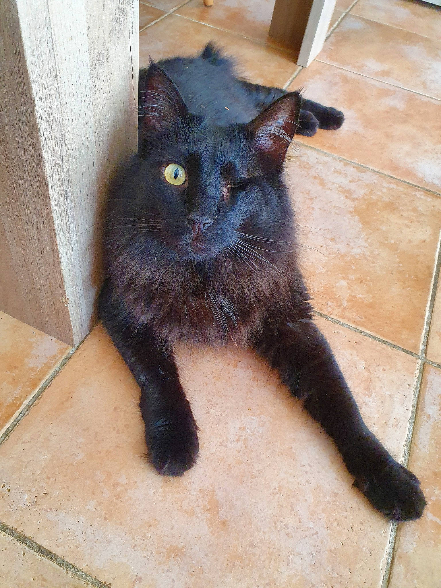 Pouillon participe au concours pour gagner de l'argent avec cette photo : asian, black_cat, bombay, burmese, carnivore, cat, claw, domestic_long_haired_cat, domestic_short_haired_cat, felidae, floor, flooring, mammal, polydactyl_cat, small_to_medium_sized_cats, tail, tile, vertebrate, whiskers