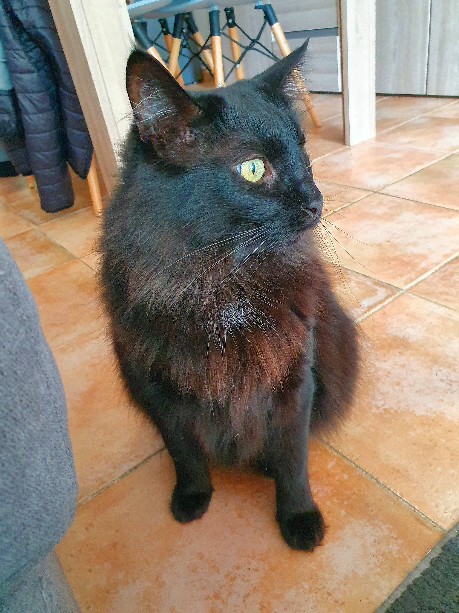 Pouillon a rejoint le concours — aidez-le/la à gagner de superbes lots ! asian, asian_semi_longhair, black_cat, bombay, burmese, carnivore, cat, domestic_long_haired_cat, domestic_short_haired_cat, felidae, flooring, german_rex, korat, mammal, nebelung, small_to_medium_sized_cats, snout, tile, vertebrate, whiskers