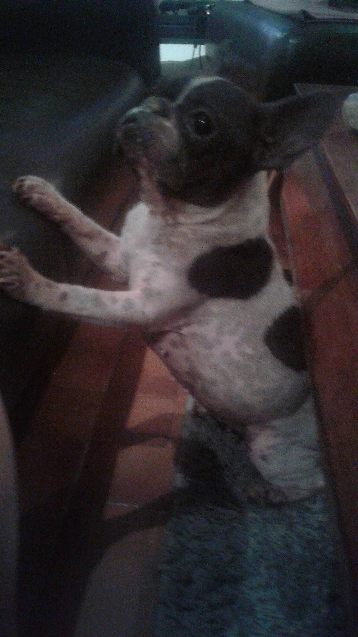 Capsule participe au concours pour gagner de l'argent avec cette photo : canidae, carnivore, dog, dog_breed, fawn, french_bulldog, non_sporting_group, snout, sporting_group