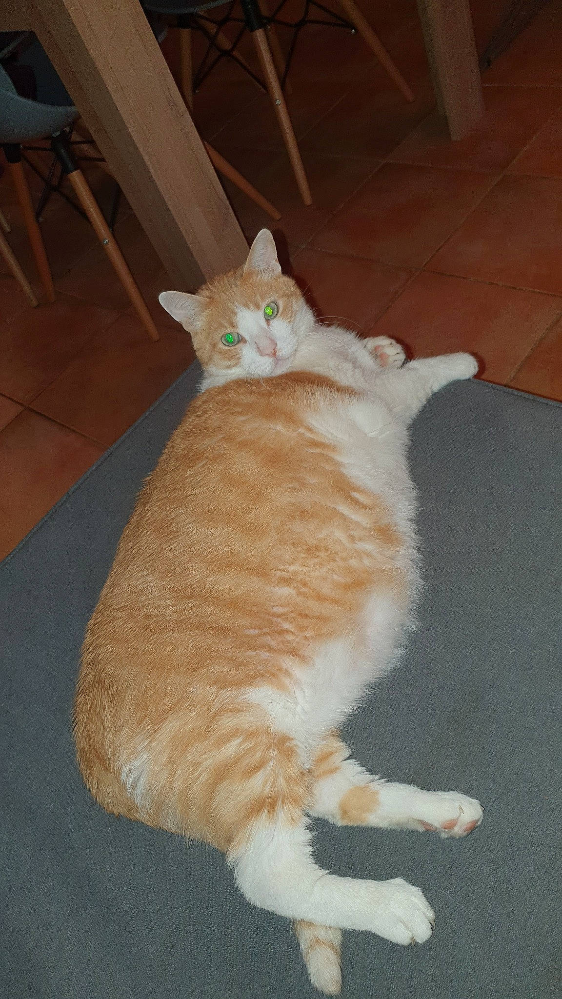 Bébé participe au concours pour gagner de l'argent avec cette photo : carnivore, cat, cymric, domestic_long_haired_cat, domestic_short_haired_cat, european_shorthair, fawn, felidae, fur, german_rex, mammal, norwegian_forest_cat, polydactyl_cat, small_to_medium_sized_cats, tail, whiskers