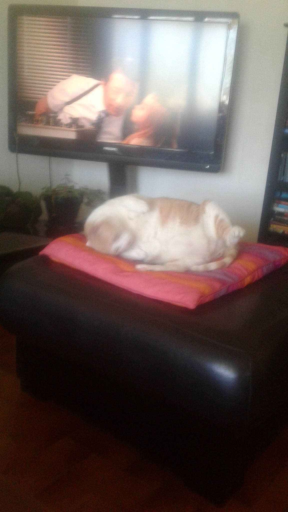 Bébé participe au concours pour gagner de l'argent avec cette photo : canidae, carnivore, cat, chair, comfort, companion_dog, couch, furniture, futon, interior_design, non_sporting_group, room, shih_tzu, table