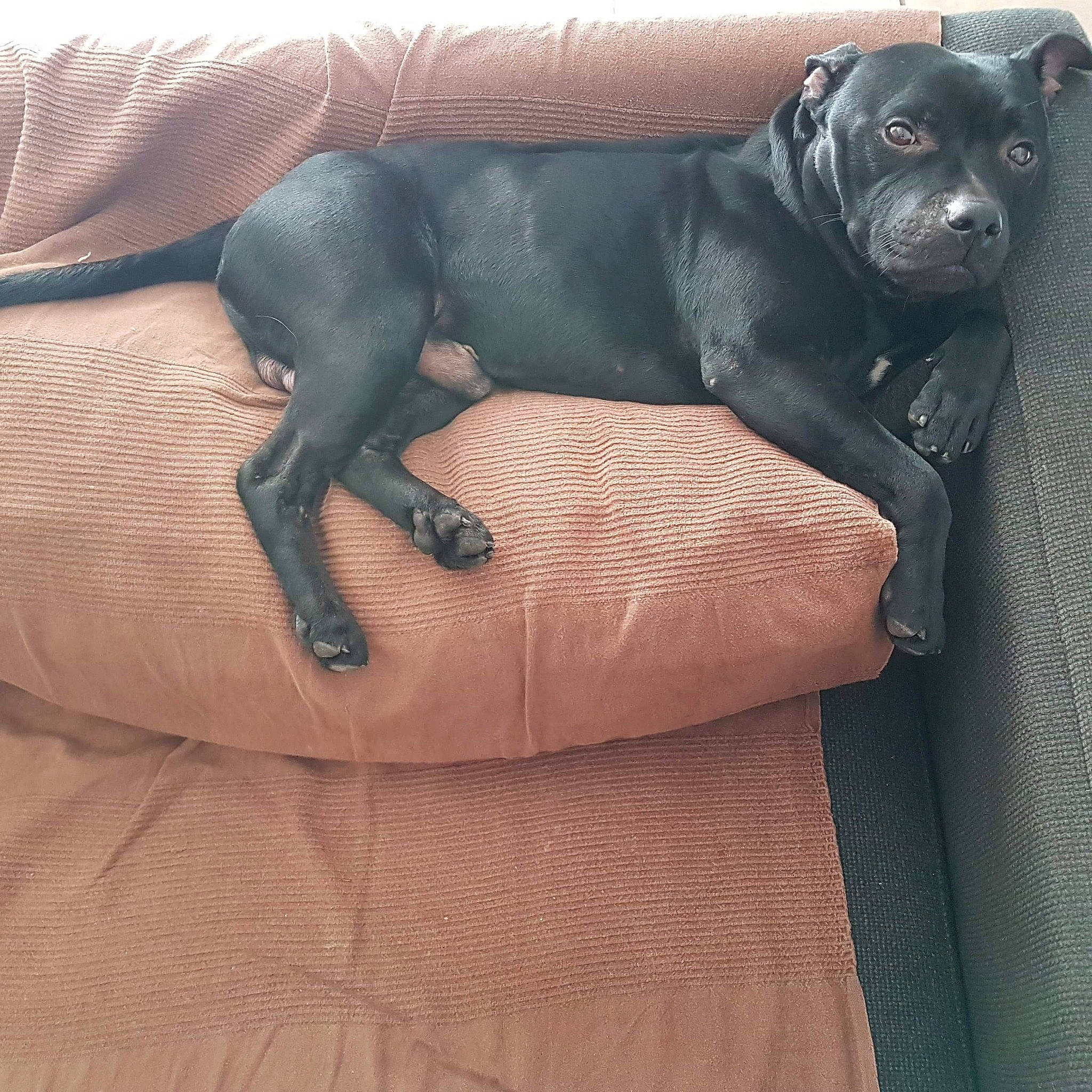 Narcos participe au concours pour gagner de l'argent avec cette photo : american_pit_bull_terrier, bandog, cane_corso, canidae, carnivore, dog, dog_breed, fawn, great_dane, guard_dog, non_sporting_group, patterdale_terrier, pit_bull, snout, sporting_group, staffordshire_bull_terrier