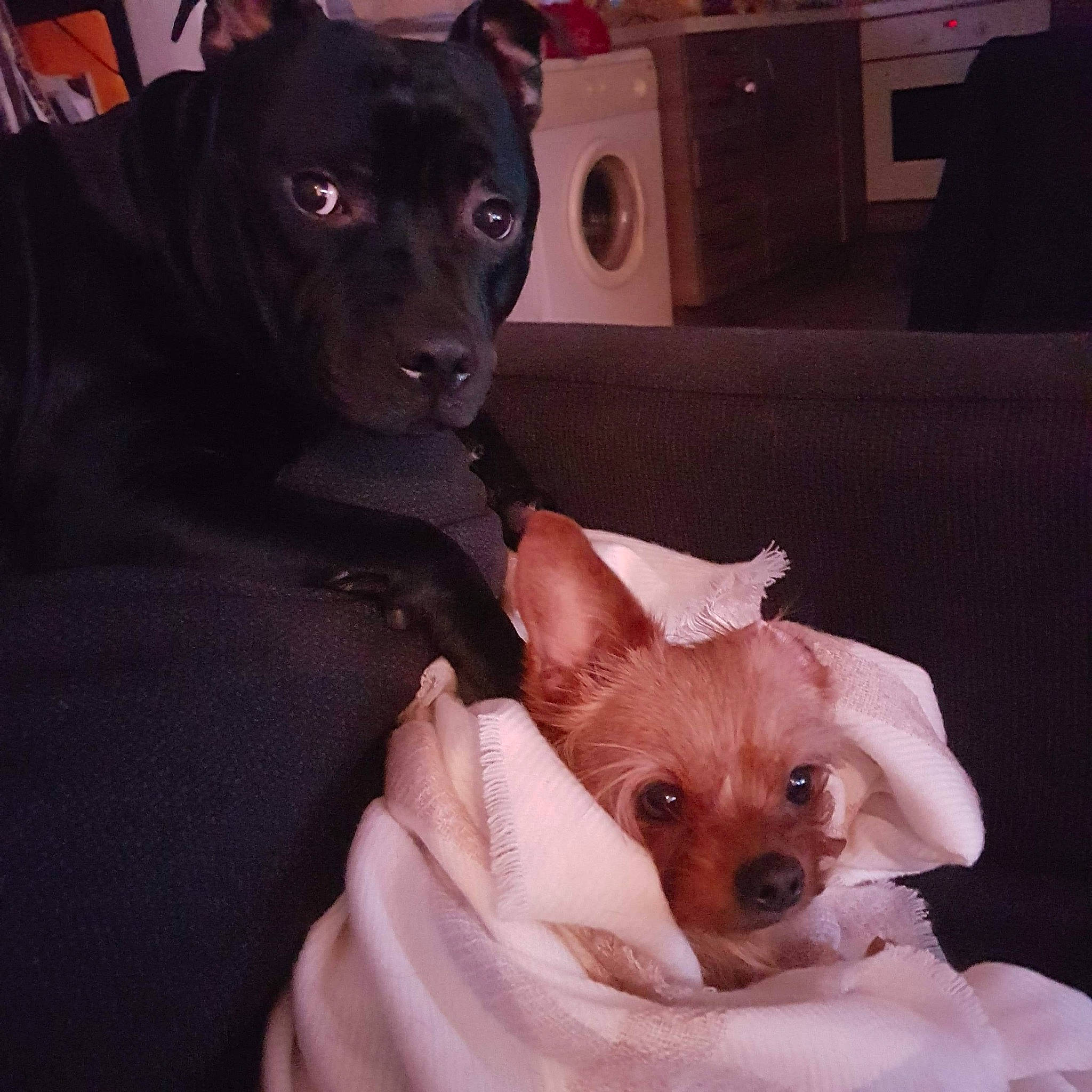 Narcos a rejoint le concours — aidez-le/la à gagner de superbes lots ! canidae, carnivore, chihuahua, companion_dog, corgi_chihuahua, dog, dog_breed, ear, mammal, puppy, puppy_love, rare_breed_dog, rat_terrier, skin, toy_dog, vertebrate