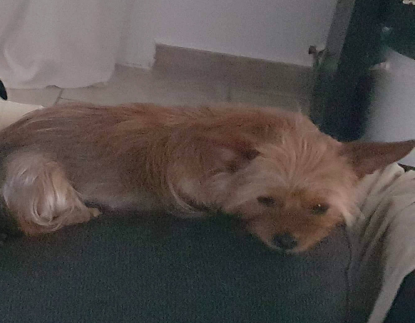 Lili participe au concours pour gagner de l'argent avec cette photo : cairn_terrier, canidae, carnivore, chinese_crested_dog, companion_dog, dog, dog_breed, fawn, mammal, morkie, norwich_terrier, pomeranian, puppy, rare_breed_dog, sporting_group, terrier, toy_dog, vertebrate, west_highland_white_terrier, yorkshire_terrier