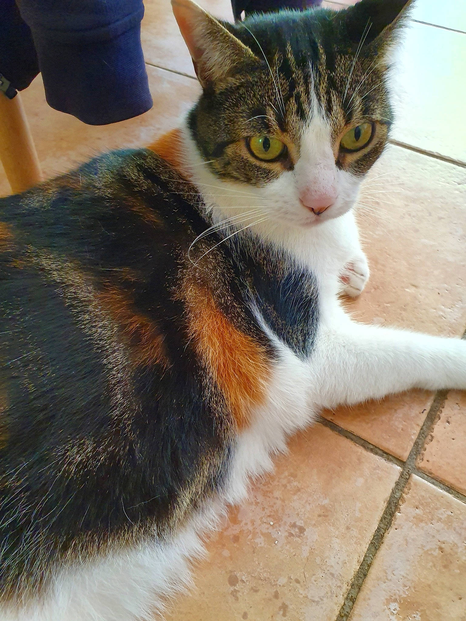 Titie participe au concours pour gagner de l'argent avec cette photo : aegean_cat, american_wirehair, carnivore, cat, domestic_short_haired_cat, ear, european_shorthair, eye, felidae, fur, kitten, leg, polydactyl_cat, small_to_medium_sized_cats, snout, tabby_cat, tail, whiskers