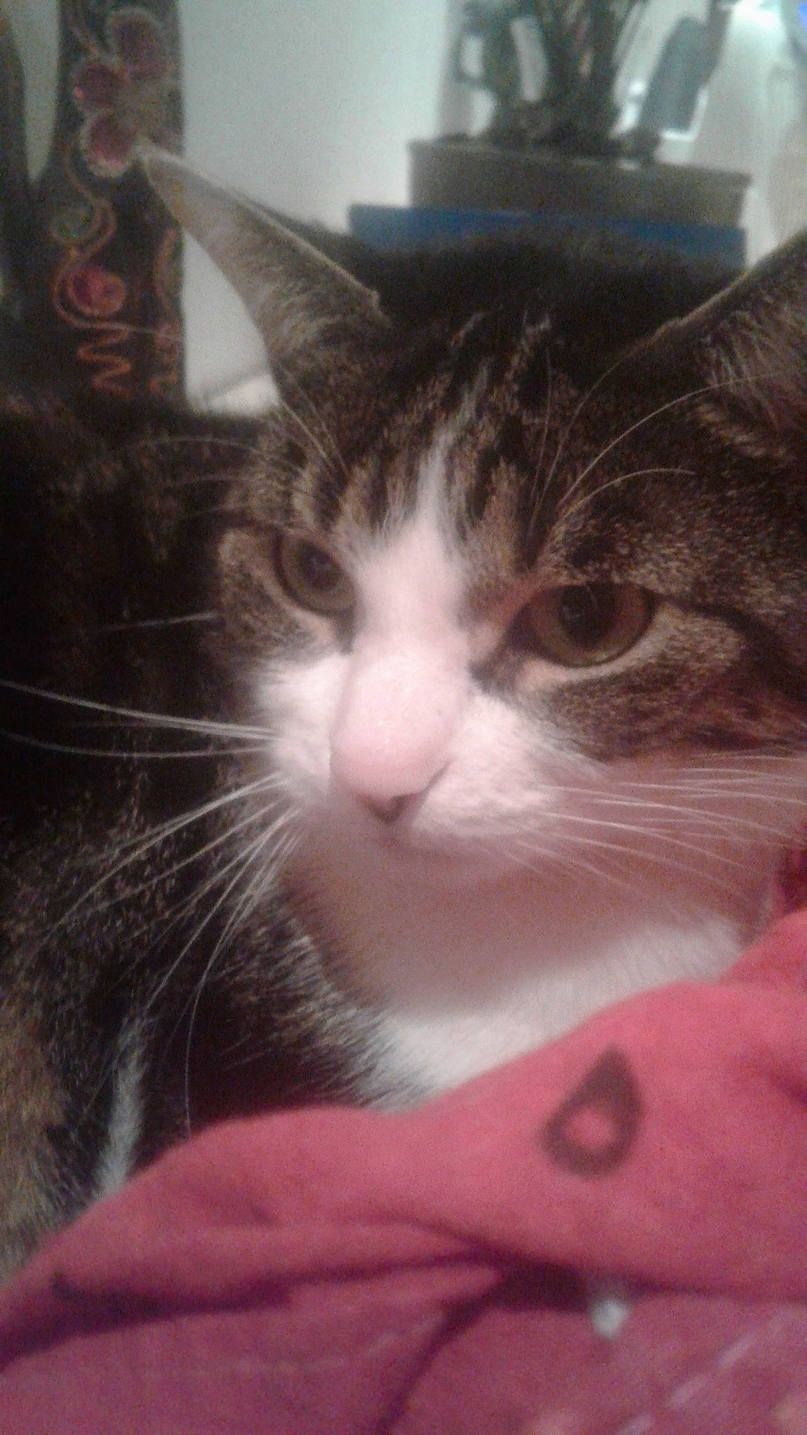 Titie a rejoint le concours — aidez-le/la à gagner de superbes lots ! aegean_cat, american_wirehair, asian, carnivore, cat, domestic_short_haired_cat, european_shorthair, eye, felidae, fur, kitten, nose, polydactyl_cat, sky, small_to_medium_sized_cats, snout, tabby_cat, whiskers