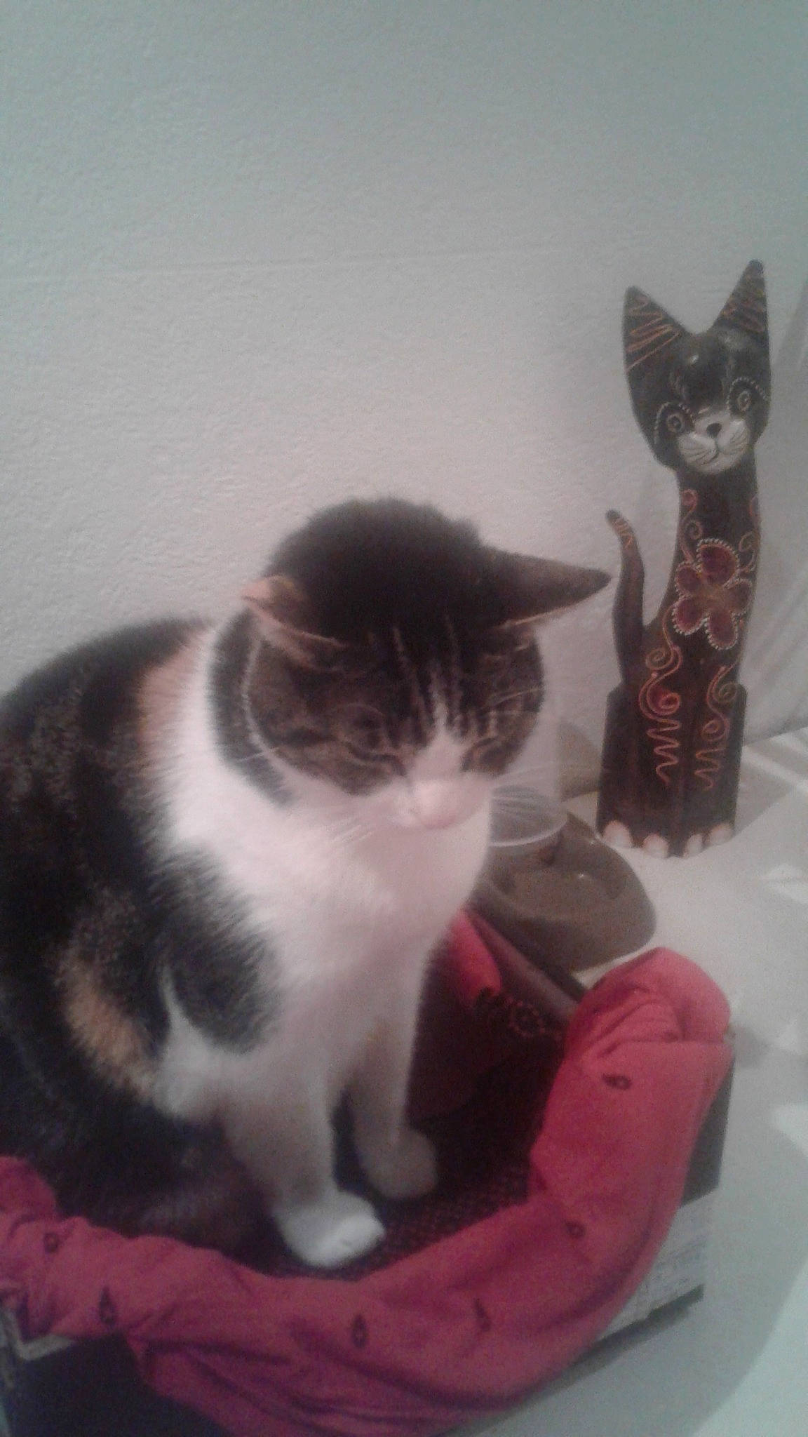 Titie a rejoint le concours — aidez-le/la à gagner de superbes lots ! aegean_cat, american_shorthair, american_wirehair, asian, carnivore, cat, domestic_short_haired_cat, european_shorthair, felidae, kitten, mammal, polydactyl_cat, small_to_medium_sized_cats, tail, whiskers