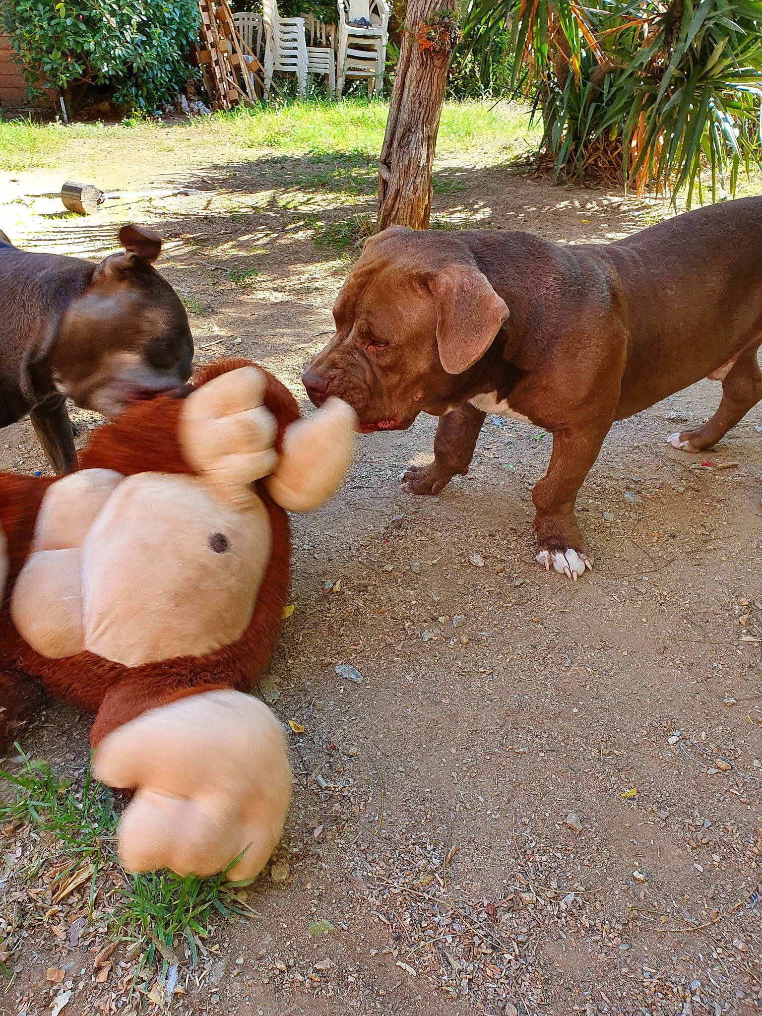 Punch. a rejoint le concours — aidez-le/la à gagner de superbes lots ! american_pit_bull_terrier, canidae, carnivore, companion_dog, dog, dog_breed, fawn, liver, mammal, pit_bull, pointing_breed, puppy, rhodesian_ridgeback, snout, sporting_group, vertebrate, vizsla