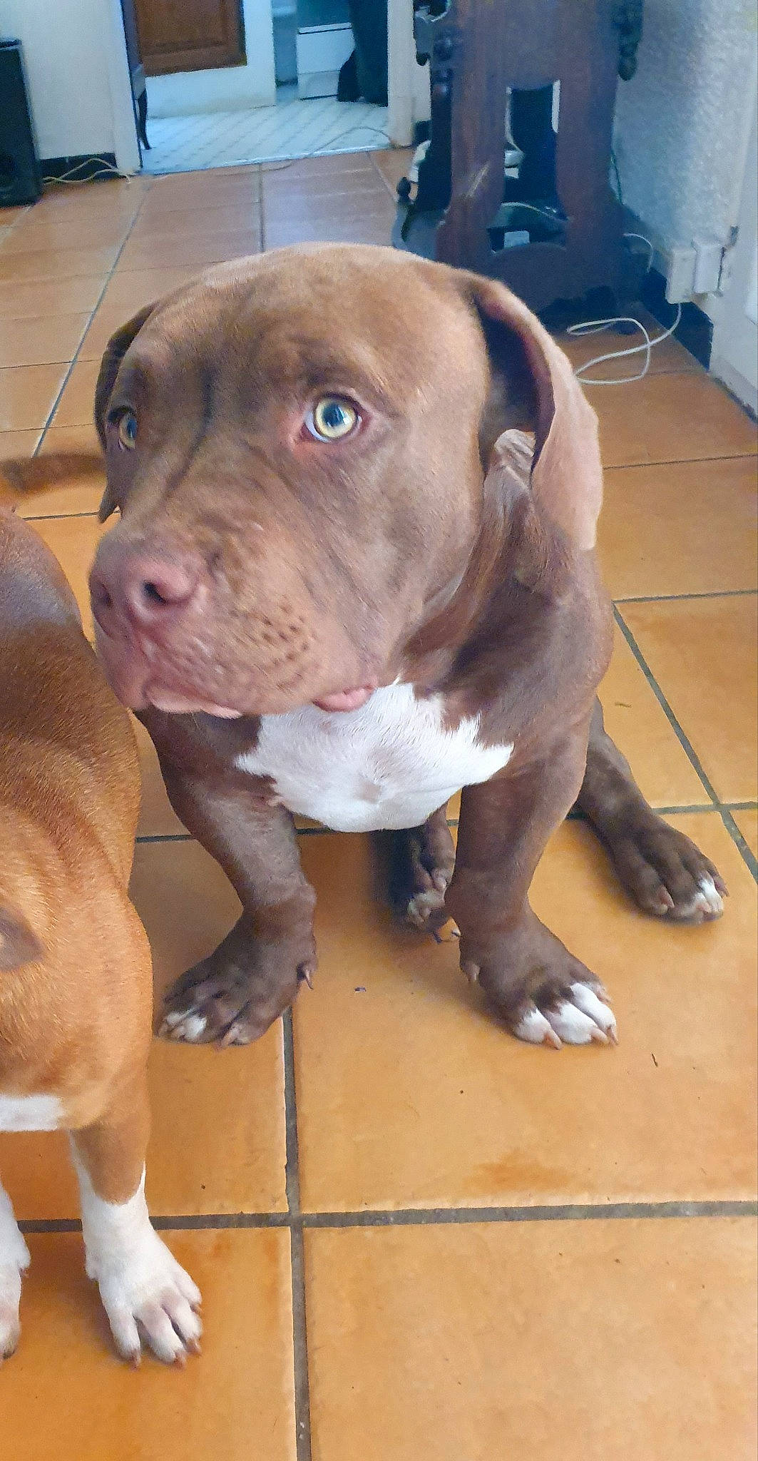 Punch. participe au concours pour gagner de l'argent avec cette photo : american_bulldog, american_pit_bull_terrier, bandog, bulldog, bully_kutta, canidae, carnivore, dog, dog_breed, fawn, mammal, molosser, non_sporting_group, nose, pit_bull, rare_breed_dog, snout, sporting_group, vertebrate