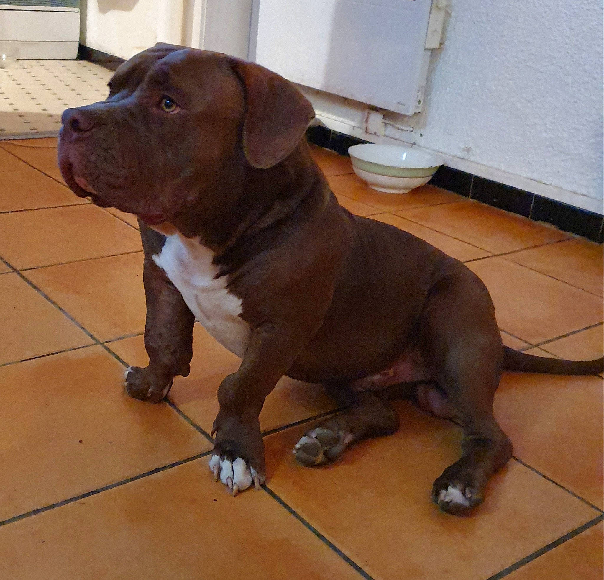 Punch. participe au concours pour gagner de l'argent avec cette photo : american_bulldog, american_pit_bull_terrier, bandog, boerboel, bulldog, cane_corso, canidae, carnivore, companion_dog, dog, dog_breed, fawn, mammal, molosser, non_sporting_group, pit_bull, rare_breed_dog, snout, sporting_group, vertebrate