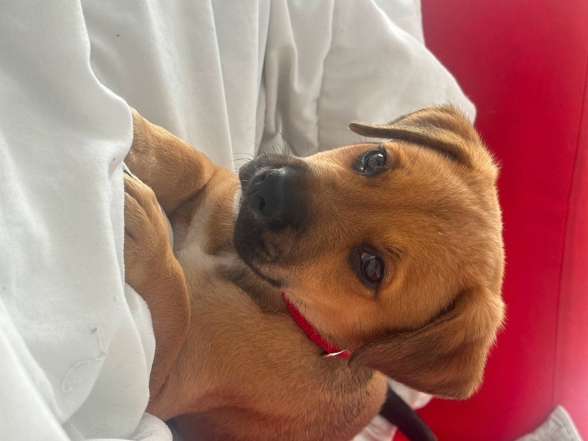 Bouba a rejoint le concours — aidez-le/la à gagner de superbes lots ! canidae, carnivore, collar, comfort, companion_dog, dog, dog_breed, dog_collar, ear, fawn, fur, gesture, linens, non_sporting_group, paw, selfie, sleeve, sporting_group, whiskers, working_animal