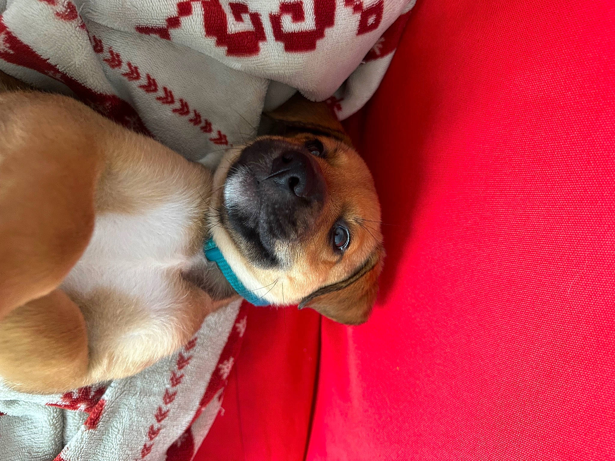 Bouba a rejoint le concours — aidez-le/la à gagner de superbes lots ! canidae, carnivore, collar, comfort, companion_dog, dog, dog_breed, fawn, fur, nap, non_sporting_group, paw, puppy_love, snout, sporting_group, whiskers, working_animal