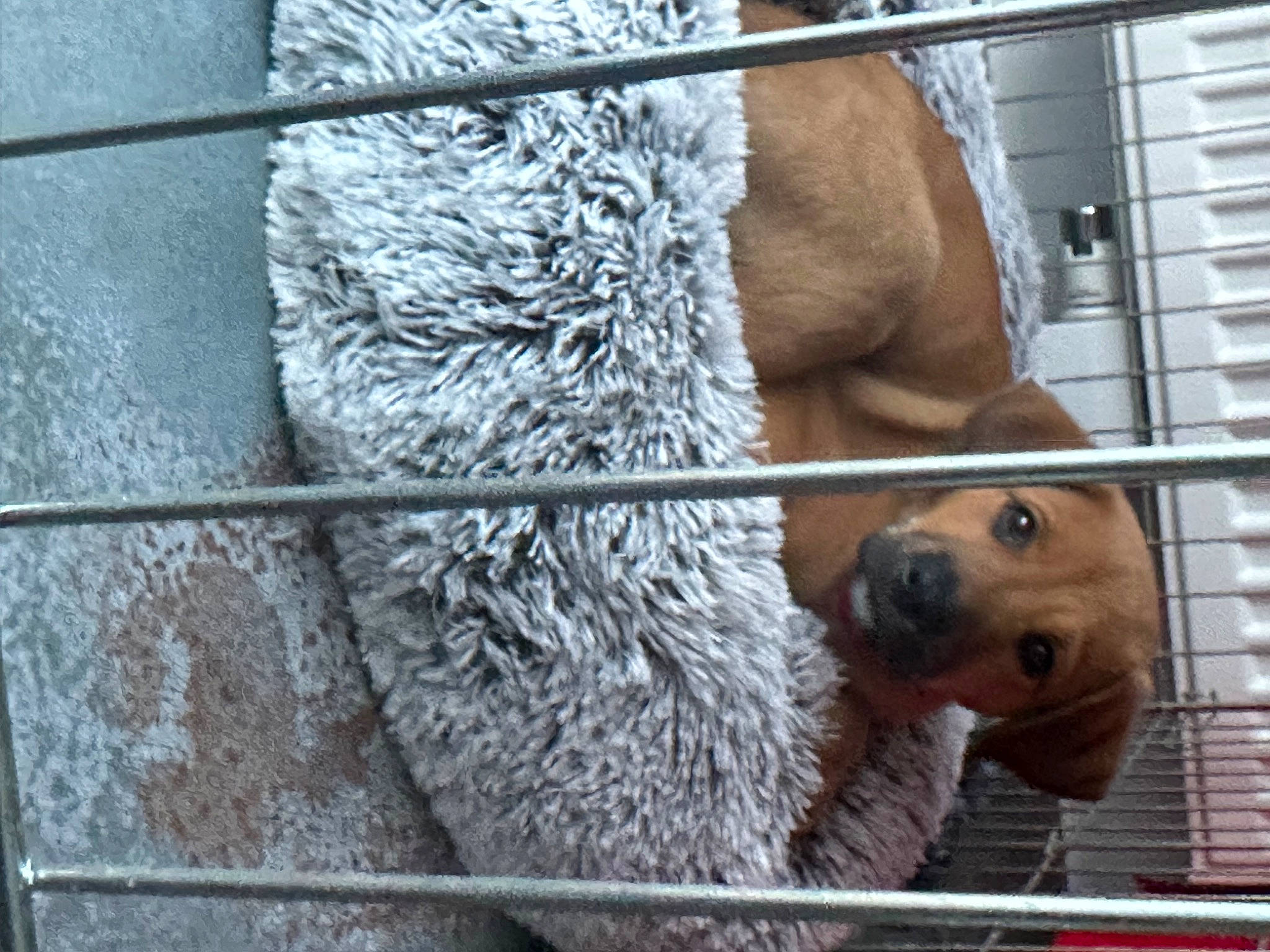 Bouba participe au concours pour gagner de l'argent avec cette photo : animal_shelter, cage, chain_link_fencing, fence, fur, mesh, metal, pet_supply, rope, service, snout, terrestrial_animal, wire, wire_fencing, wood, working_animal, zoo