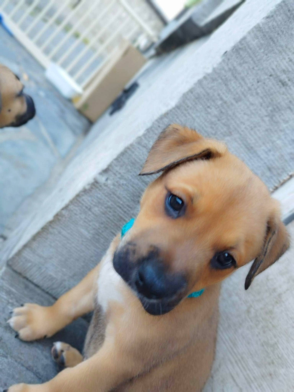 Bouba a rejoint le concours — aidez-le/la à gagner de superbes lots ! carnivore, collar, companion_dog, dog, dog_breed, dog_collar, dog_supply, fawn, flooring, fur, guard_dog, paw, pet_supply, retriever, selfie, snout, street_dog, whiskers, working_animal, working_dog