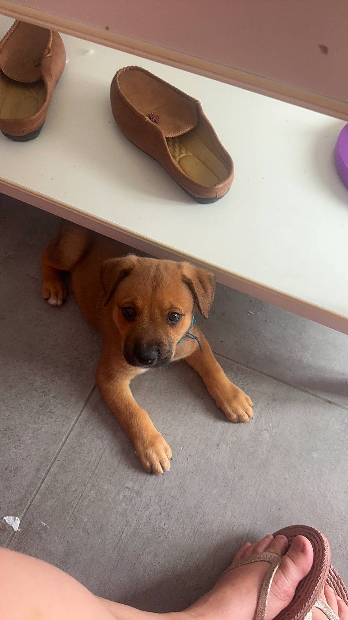 Bouba participe au concours pour gagner de l'argent avec cette photo : beige, canidae, carnivore, comfort, companion_dog, dog, dog_breed, fawn, floor, flooring, foot, hardwood, human_leg, paw, plywood, sandal, slipper, sporting_group, wood, working_animal