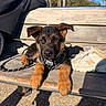Bloue a rejoint le concours — aidez-le/la à gagner de superbes lots ! puppy, dog, german_shepherd, bench, outdoor, sunlight, person, sneakers, wood, leash, pavement, daytime, shadow, casual, relaxing, blue_sky, trees, park, pet, young_dog