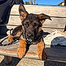 Bloue a rejoint le concours — aidez-le/la à gagner de superbes lots ! dog, puppy, german_shepherd, bench, leash, sunlight, outdoor, person, sneakers, wood, pet, animal, park, ear, fur, pavement, daylight, cute, resting, collar